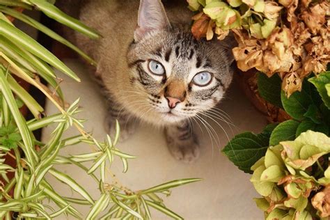 Top 10 Houseplants Poisonous To Cats Everything You Need To Know