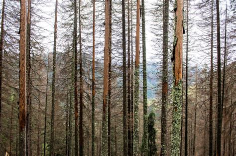 Ancora Natura Per Il Col Di Lana Per Le Foreste Colpite Dal Bostrico