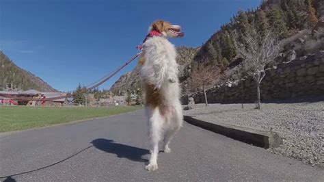 Dexter Ouray Dog Who Walks Like A Human Becomes Internet Famous