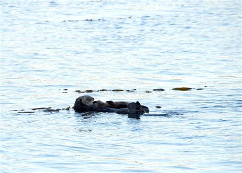 Baby Otters Swimming Underwater, Holding Hands while Gliding through the Water Stock Photo ...