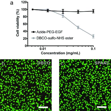 A Effects Of Azide Peg Egf And Dbco Sulfo Nhs Ester On The Viability