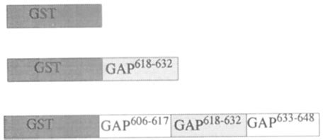 Gst Fusion Protein Constructs Of The Human Pl Ogap Calb Domain Gst Is