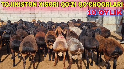 ☎️+998337334343 ТОЖИКИСТОН ҚЎЗИ ҚЎЧҚОРЛАРИ ЯНГИЛАРИ КЕЛДИ. - YouTube