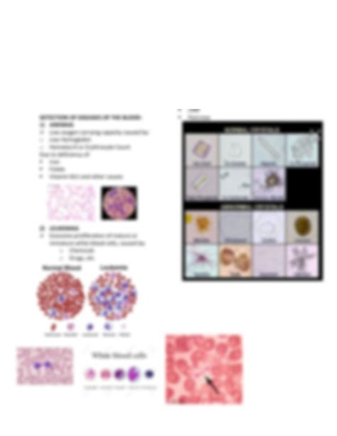 SOLUTION Hematology And Clinical Microscopy Studypool