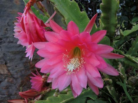 Epiphyllum Orchid Cactus Christmas Cactus Orchids