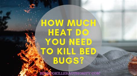 Divine Tips About How To Kill Bed Bugs With Heat Waterask