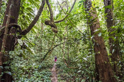 Exotic Rainforest Landscape From Gunung Mulu National Park Borneo