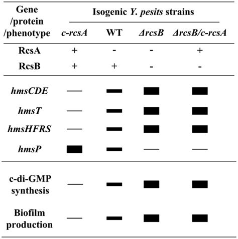 RcsAB Dependent Gene Expression And Phenotypes Shown Were Relative