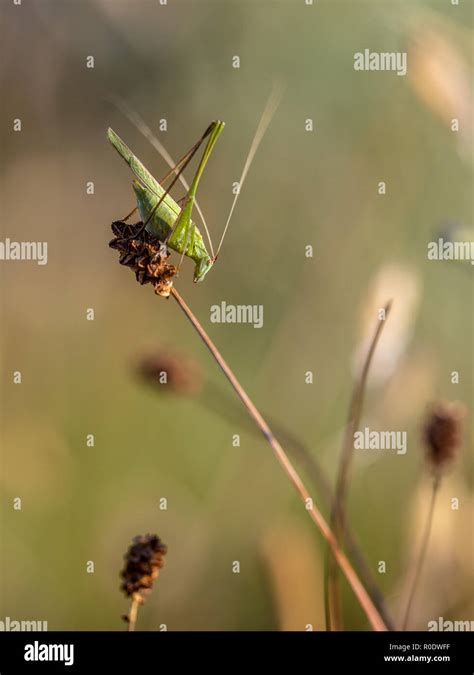 Katydid Flying Hi Res Stock Photography And Images Alamy