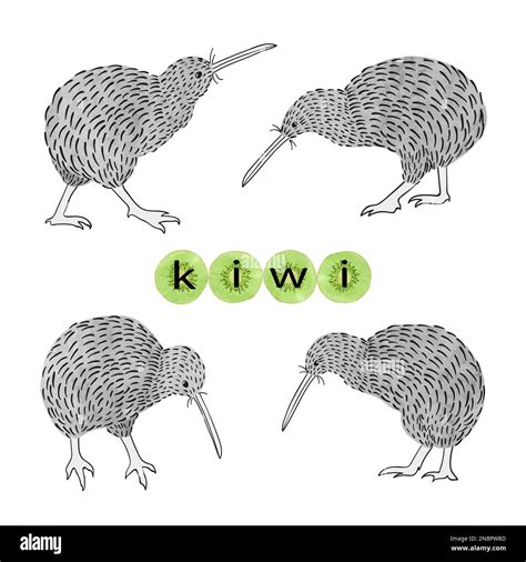 Kiwi Birds Set Vector Illustration Stock Vector Image Art Alamy