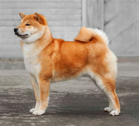 Shiba Inu Temperament - My First Shiba Inu