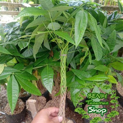 Jual Tanaman Hias Pachira Kepang Pohon Pachira Kepang Kab Bogor