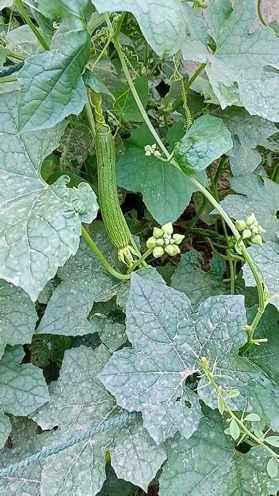 How To Grow 69 Millions Of Cucumbers In Greenhouse And Harvest Modern