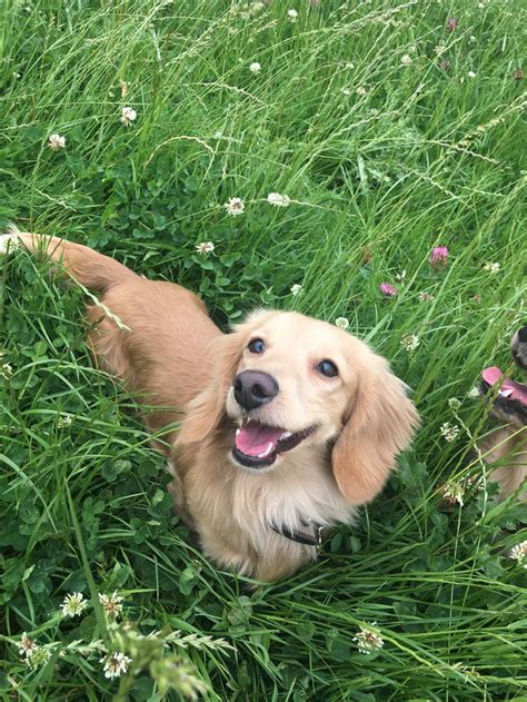 Cute Golden Weiner Dog Puppies