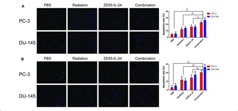 The Apoptosis Of PC 3 And DU 145 Cells Exposed To ZD55 IL 24 Or And