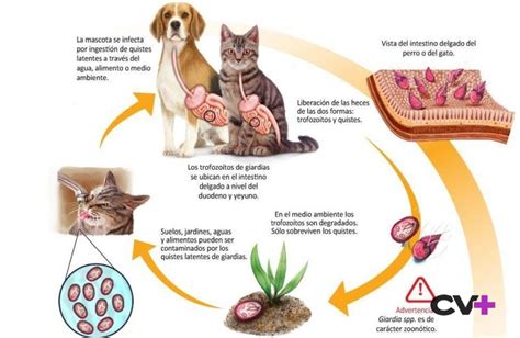 Qué Tan Contagiosa Es La Giardia De Perros A Humanos