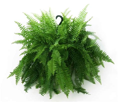 Costa Farms Boston Fern 10 Hanging Basket Plant Walmart Canada