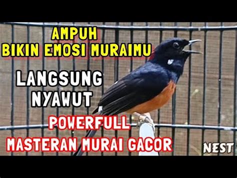 NYAMBAR LANGSUMG MASTERAN PANCINGAN MURAI BATU FULL ISIAN FULL