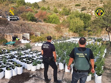 Desmantelan una plantación de marihuana en una finca de Relleu Diario