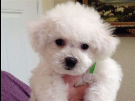 Bestow Bichons Bichon Frise Puppies For Sale