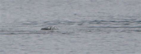 New Sighting Of Loch Ness Monster Captured In Photos