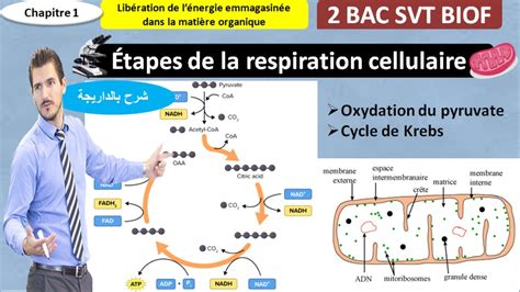 Cycle De Krebs Oxydation Du Pyruvate Dans La Mitochondrie Svt 2 Bac