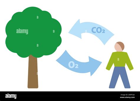 Carbon Cycle Symbol Carbon Dioxide Oxygen Exchange Between Human Being