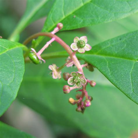 Free Images Tree Nature Branch Blossom Fruit Leaf Flower Food