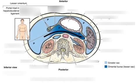 Diagram Of The Abdominal And Peritoneal Cavities Quizlet