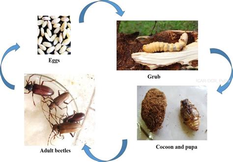 Cashew Stem And Root Borer