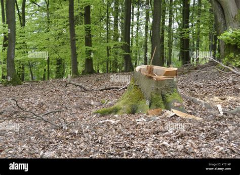Timber Production Hi Res Stock Photography And Images Alamy