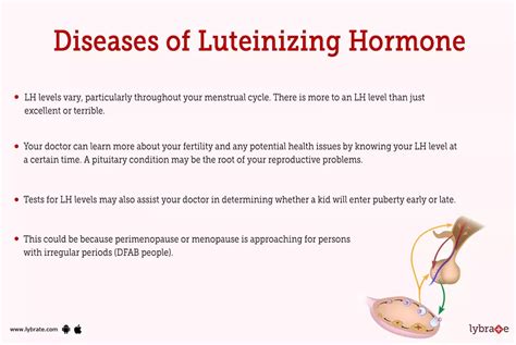 Luteinizing Hormone Human Anatomy Image Functions Diseases And