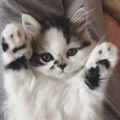 A Small Kitten Laying On Top Of A Bed With Its Paws Up In The Air