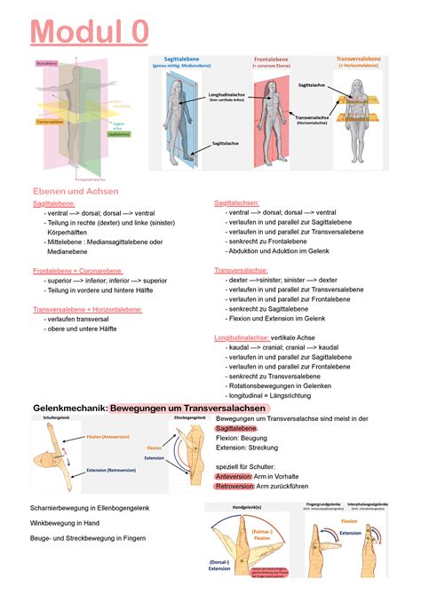 Gelenke Zusammenfassung Modul 0 Ebenen Und Achsen Sagittalebene