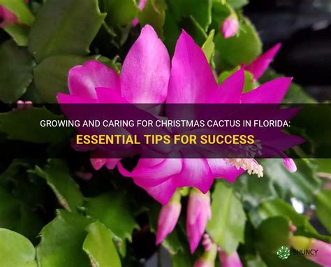 Growing And Caring For Christmas Cactus In Florida Essential Tips For Success Shuncy