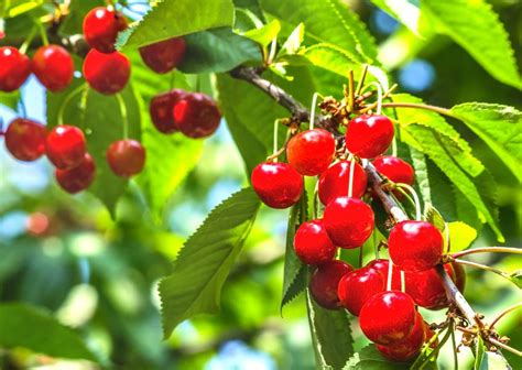 What Is A Barbados Cherry With Pictures