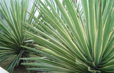 As Plantas Mais Baratas Para Montar Ou Incrementar O Seu Jardim