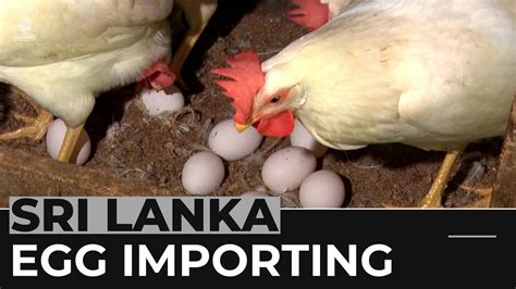 Sri Lankan Food Crisis Eggs Imported From India Due To Shortages Youtube