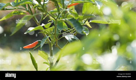 Red Chili pepper plant Stock Photo - Alamy