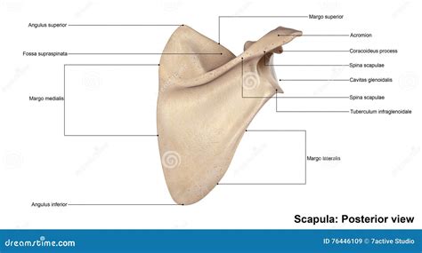 Scapula Posterior view stock image. Image of shoulderblade - 76446109