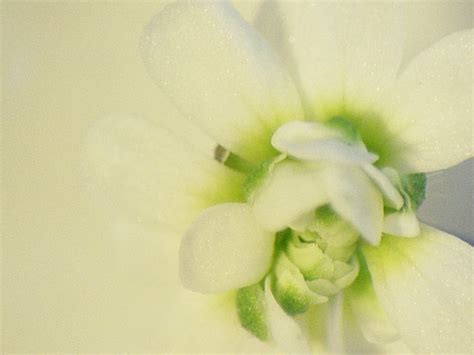 Arabidopsis Thaliana Wikidoc