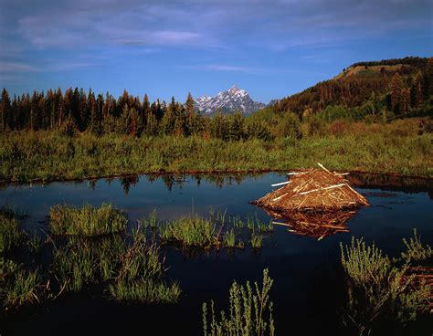 A Teton Summer Photograph By Paul Breitkreuz Fine Art America