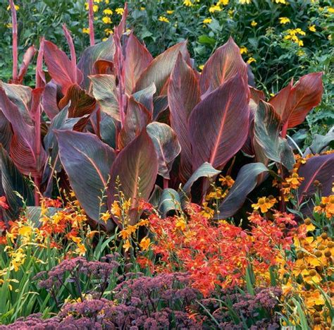 30 Best Red Leaf Plant Varieties Plants With Red Leaves