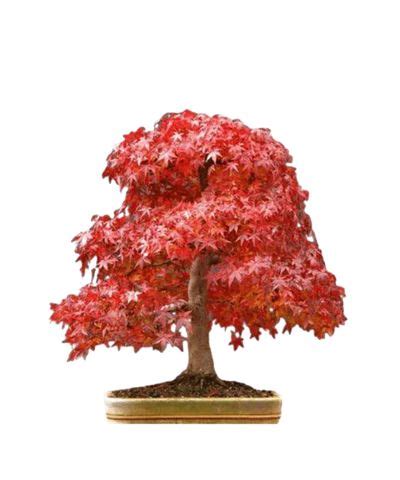 Get Started Enjoying The Ancient Art Of Bonsai Today All Of Our Trees