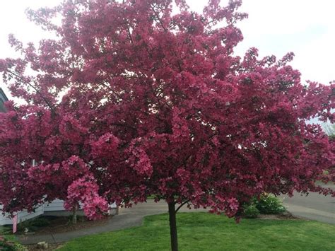 Whitney Crabapple Marquette County Conservation District