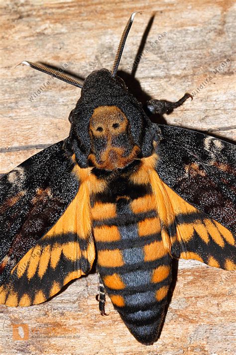 Totenkopfschwärmer Bild bestellen Naturbilder bei Wildlife Media