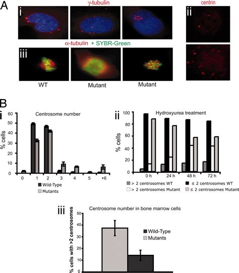 Dido Disruption Leads To Centrosome Amplification And Mitotic