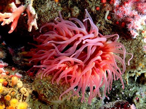 Sea Anemone Ocean Plant | Ocean Info