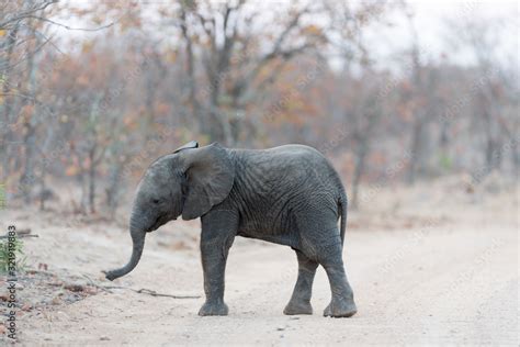 Elephant calf, baby elephant in the wilderness Stock Photo | Adobe Stock