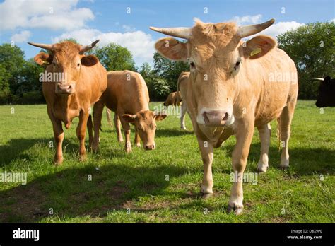 Crossbred Beef Cattle Out At Grass Stock Photo Alamy